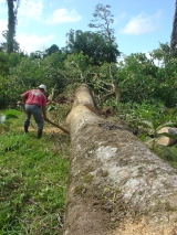 moving log